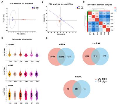 The effects of gut microbiota colonizing on the porcine hypothalamus revealed by whole transcriptome analysis